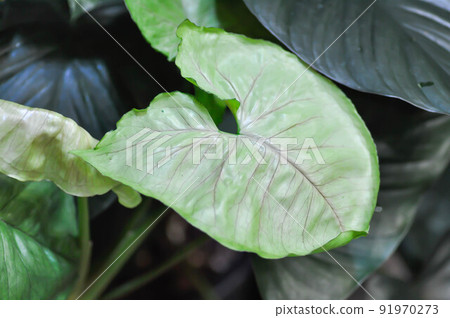 Pink Syngonium or Syngonium podophyllum, Arrowhead Vine or Goosefoot Plant or Araceae Pink Syngonium or Syngonium podophyllum, Arrowhead Vine or Goosefoot Plant or Araceae 91970273