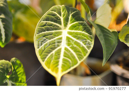 Alocasia reginula Black Velvet or Alocasia Black Velvet, Alocasia plant or Alocasia reginula Black Velvet Ninja Alocasia reginula Black Velvet or Alocasia Black Velvet, Alocasia plant or Alocasia reginula Black Velvet Ninja 91970277