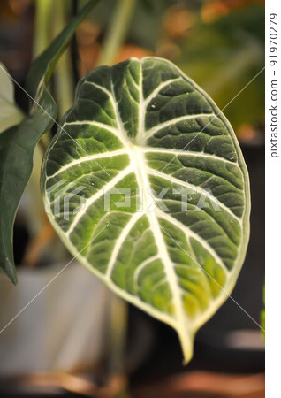 Alocasia reginula Black Velvet or Alocasia Black Velvet, Alocasia plant or Alocasia reginula Black Velvet Ninja Alocasia reginula Black Velvet or Alocasia Black Velvet, Alocasia plant or Alocasia reginula Black Velvet Ninja 91970279