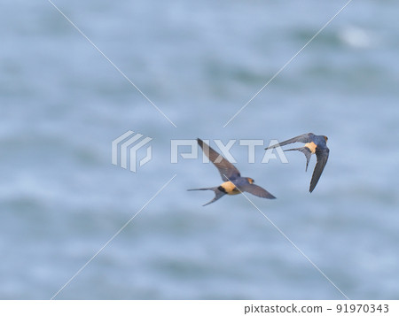 Focus on one red-rumped swallow that flies with two birds 91970343
