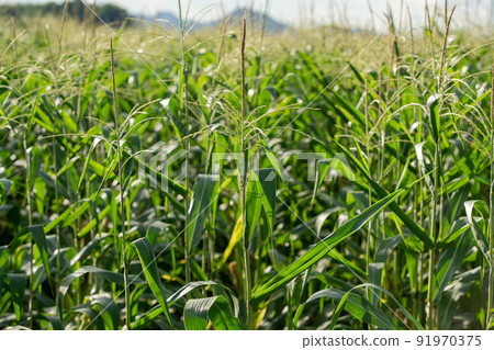 Corn tree on the corn field Corn tree on the corn field 91970375