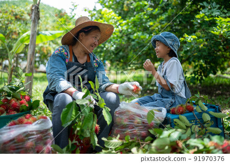 Grandma and granddaughter happy feeling harvest rambutans together Grandma and granddaughter happy feeling harvest rambutans together 91970376