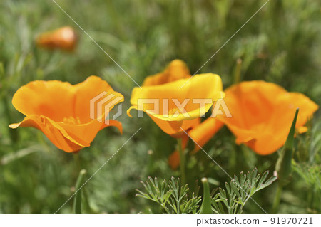 Orange and red flowers of Eschscholzia close-up from the genus Papaveraceae 91970721