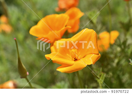 Orange and red flowers of Eschscholzia close-up from the genus Papaveraceae 91970722