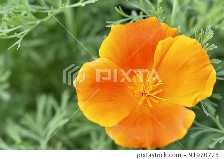 Orange and red flowers of Eschscholzia close-up from the genus Papaveraceae 91970723