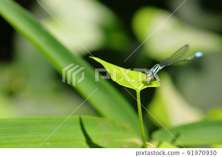 Hosomite Tombo 91970930