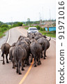Buffalos walking on country road, Thailand 91971016
