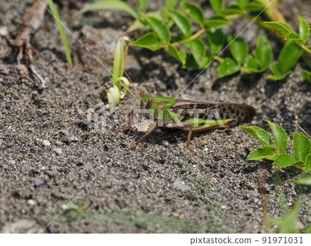 Grasshopper in the sand Grasshopper in the sand 91971031