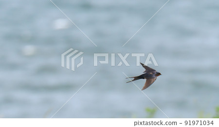 Swallow flight Swallow flight 91971034