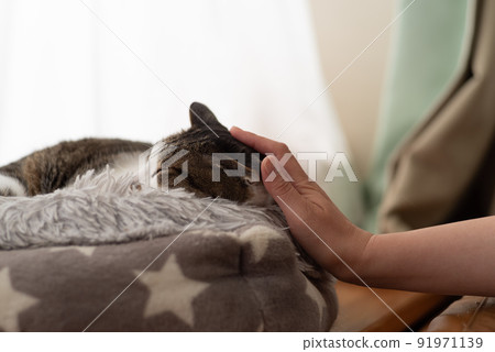 Kijitora貓撫摸一隻貓 91971139