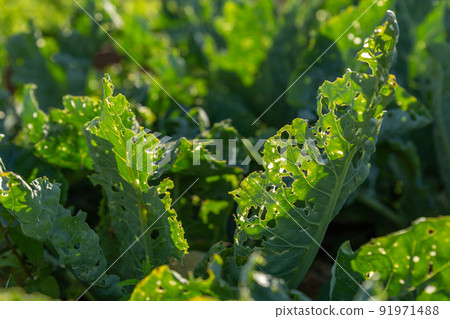 Close-up cauliflower leaves eaten by pests. The concept of pest control, harvesting. Organic vegetables, organic farm. Trialeurodes vaporariorum. Top view, copy space. Close-up cauliflower leaves eaten by pests. The concept of pest control, harvesting. Organic vegetables, organic farm. Trialeurodes vaporariorum. Top view, copy space. 91971488