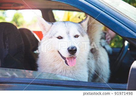 A white Siberian husky sitting in a car, looking out the open window, smiling with his tongue out. Transportation of dogs. Road trip with pets. The dog is hot in the car. Friendship, always together. 91971498