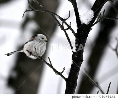 Long-tailed tit overlooking from a branch Long-tailed tit overlooking from a branch 91971583