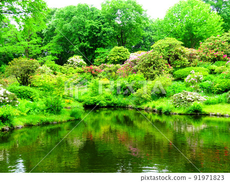 Akagi Nature Park plants Akagi Nature Park plants 91971823