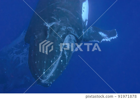 swimming with humpback whale underwater in tonga vavau island polynesia 91971878