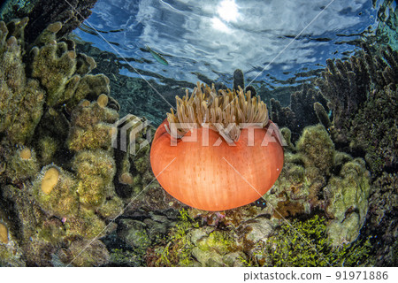 coral reef underwater in french polynesia tahaa island 91971886