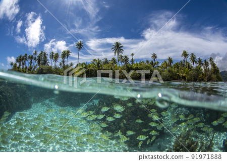 coral reef underwater in french polynesia tahaa island 91971888