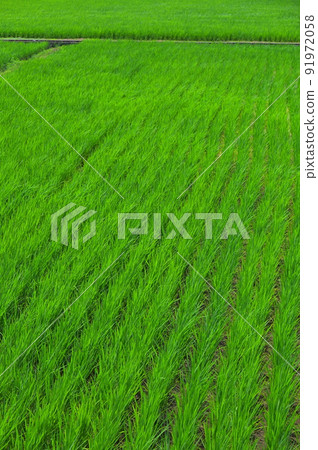Line of rice fields Line of rice fields 91972058