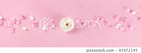 Floral panorama with a white rose and petals on a pink background Floral panorama with a white rose and petals on a pink background 91972145
