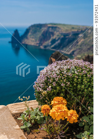 purple flowers of Thymus vulgaris bushes known as Common Thyme, Garden thyme, . thyme in front of the turquoise sea on cape Fiolent, Crimea. The concept of calmness silence and unity with nature. purple flowers of Thymus vulgaris bushes known as Common Thyme, Garden thyme, . thyme in front of the turquoise sea on cape Fiolent, Crimea. The concept of calmness silence and unity with nature. 91972431