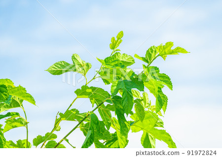 初夏明亮的桑葉 初夏明亮的桑葉 91972824