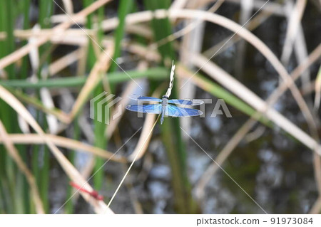 Butterfly dragonfly 91973084