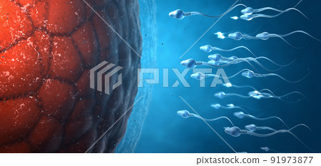 Many sperm cells, slightly transparent, scientifically correct moving forward towards zygote on blue background - 3d illustration 91973877