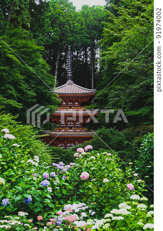 京都岩壽司神社繡球花和五層寶塔 京都岩壽司神社繡球花和五層寶塔 91974002