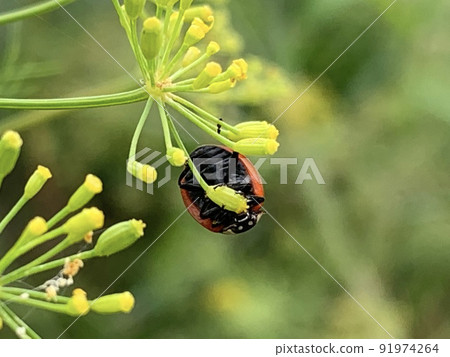 茴香瓢蟲 91974264