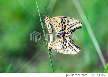 Photographing the mating landscape of a swallowtail butterfly from the side Photographing the mating landscape of a swallowtail butterfly from the side 91974387