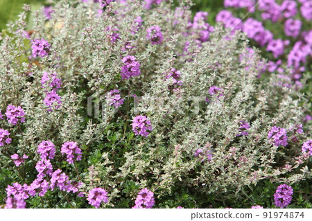 Variegated time with beautiful creeping time and color leaves 91974874