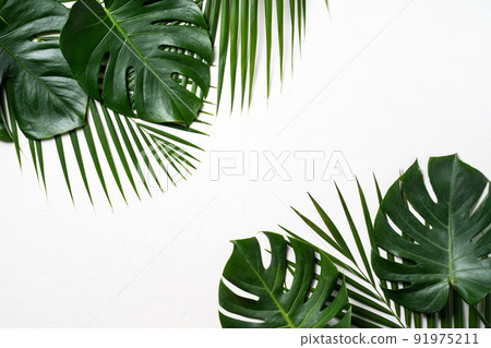 熱帶 樹葉 葉子 白色 背景 夏天 夏季 tropic leaf background トロピカル 熱帶 樹葉 葉子 白色 背景 夏天 夏季 tropic leaf background トロピカル 91975211