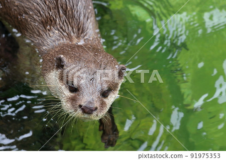 小爪水獺特寫夏天 91975353