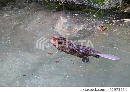 美國海狸游泳特訓 91975354