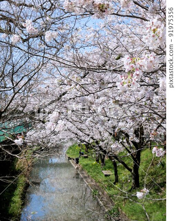 熊本縣八代市八代神社附近的水路和櫻花 91975356