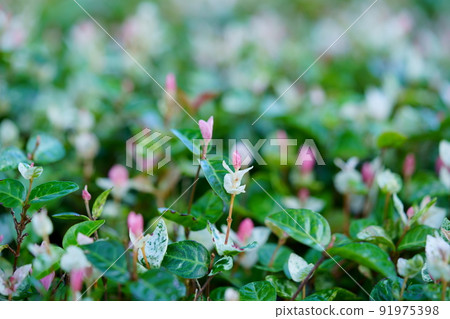 新鮮的初雪和良 新鮮的初雪和良 91975398