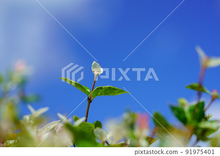 Blue sky background Low angle Hatsuyuki Kazura's vitality Blue sky background Low angle Hatsuyuki Kazura's vitality 91975401