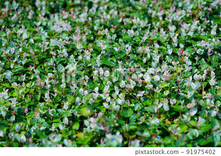 Ground cover, color leaf, Hatsuyuki Kazura 91975402