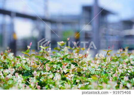 Ground cover in front of the station Kazura Hatsuyuki Ground cover in front of the station Kazura Hatsuyuki 91975408