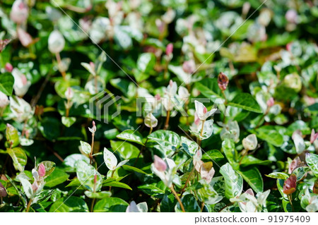 Ground cover in front of the station Kazura Hatsuyuki 91975409