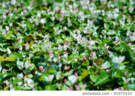 Ground cover in front of the station Kazura Hatsuyuki Ground cover in front of the station Kazura Hatsuyuki 91975410