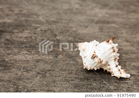 Beach seashells on colored background. Mock up with copy space 91975490