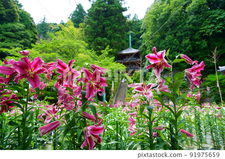 大和松寺，妖孽的聖地，百合花 91975659