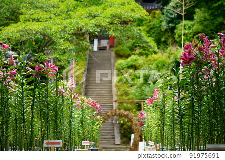 Yamato Matsuodera Temple, a sacred place for evil spirits, lily flowers Yamato Matsuodera Temple, a sacred place for evil spirits, lily flowers 91975691