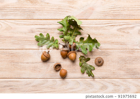Branch with green oak tree leaves and acorns on colored background, close up top view Branch with green oak tree leaves and acorns on colored background, close up top view 91975692