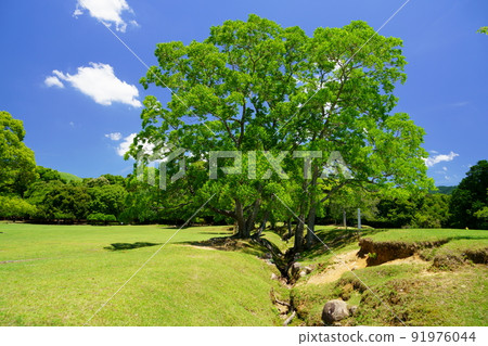 Day after the rainy season, refreshing Nara Park, Tobihino, Chinese tallow 91976044