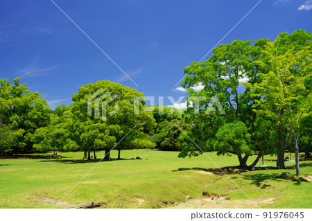Day after the rainy season, refreshing Nara Park, Tobihino, shadow of deer 91976045
