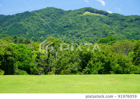 森林和草坪廣場背景素材，奈良公園 91976059