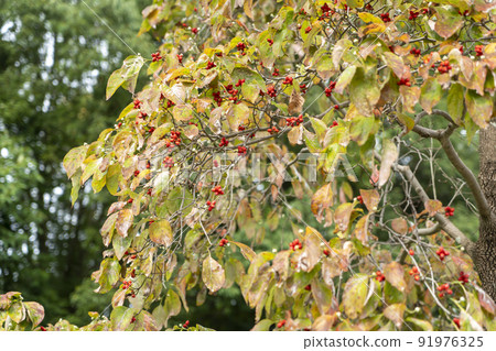 公園的秋天 91976325