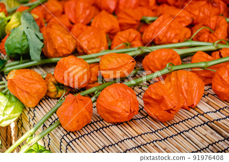 地面櫻桃 91976408